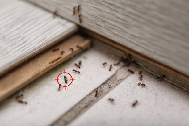 Best Emergency Pest Control  in Noroton Heights, CT