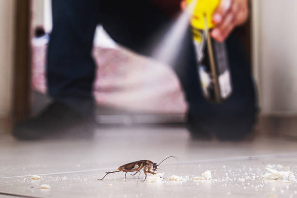 Best Insect Control  in Noroton Heights, CT